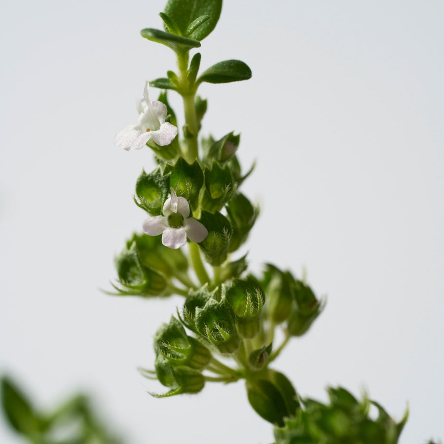 THREE Original Common Thyme