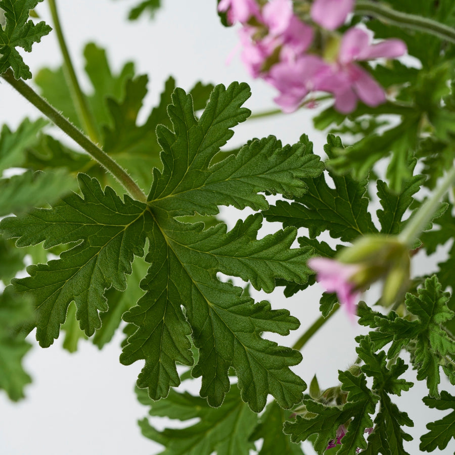 THREE Original Geranium