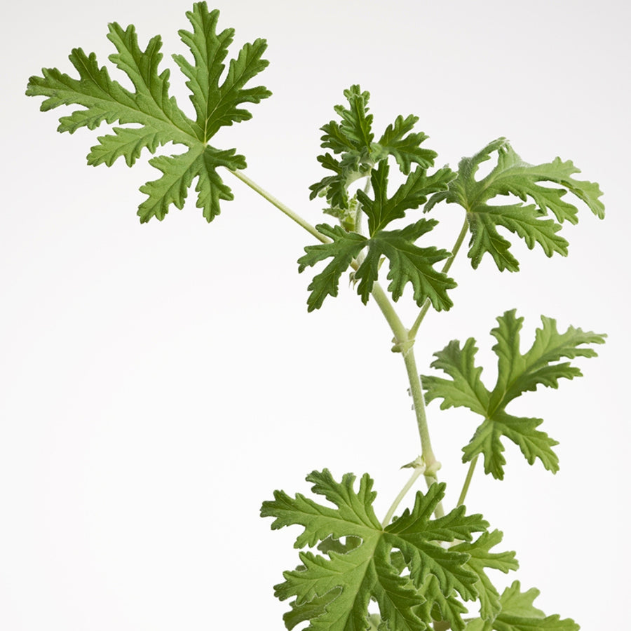 THREE Original Geranium