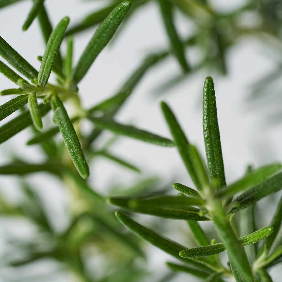 THREE Original Rosemary